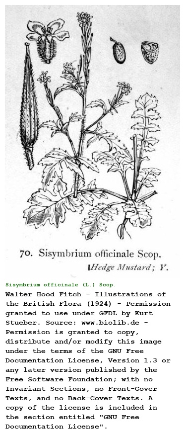 Sisymbrium officinale (L.) Scop.